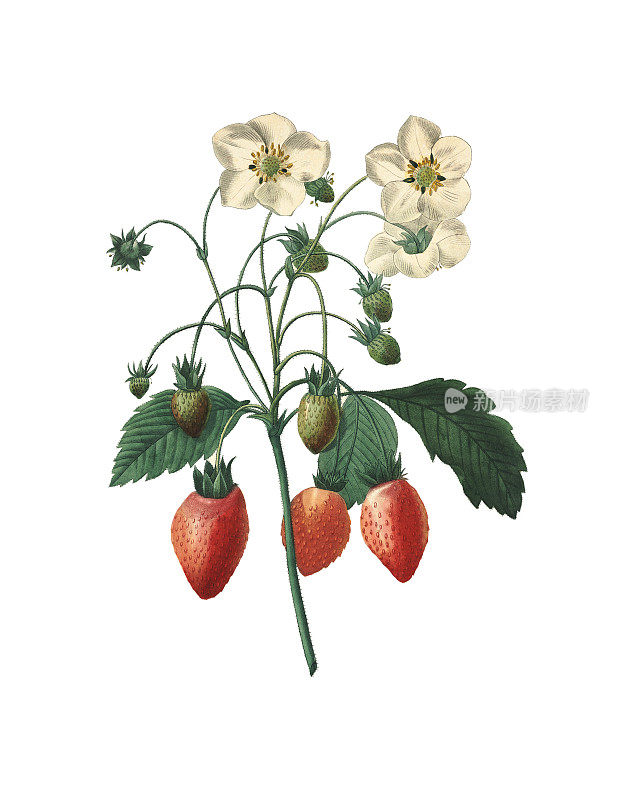 草莓| Redoute植物图例